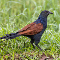 Greater Coucal